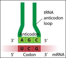 Bond to open the dna strand to carry the code for protein synthesis out of the nucleus b. Rna And Protein Synthesis Flashcards Quizlet