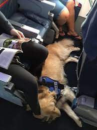 A Flight of Compassion: How One Heroic Pilot Saved a Dog’s Life – New ...