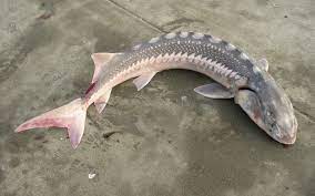 It can be found in the mouths of rivers at any time between september and march. White Sturgeon Pier Fishing In California