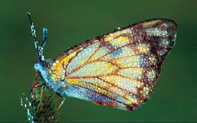 Image result for Tragia glabrata