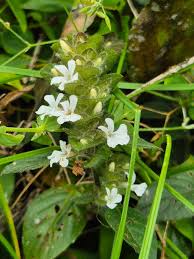 Image result for Phaulopsis imbricata