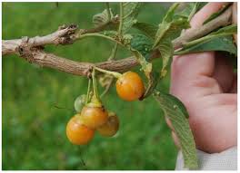 Image result for Solanum grossidentatum