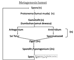 Spora pada tumbuhan paku akan tumbuh atau berkecambah menjadi protalium. Metagenesis Tumbuhan Lumut