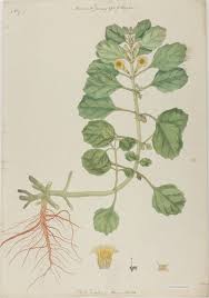 Image result for Pedalium