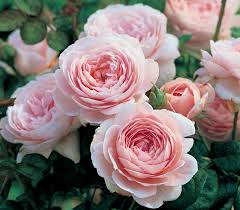 Check spelling or type a new query. David Austin Roses On Sale Now Heirloom Roses