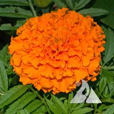 Image result for Tagetes erecta