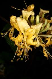 Image result for Caprifoliaceae