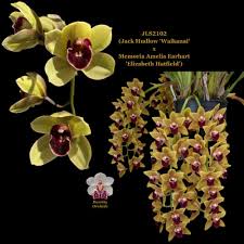 Image result for Habenaria livingstoniana