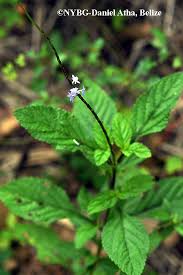 Image result for Stachytarpheta cayennensis