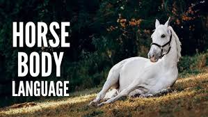 How Much Horsepower Does A Horse Have Anyways? - Indie88