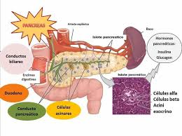 El Pancreas Dos Organos En Uno Anatomia Y Fisiologia Organos Del Cuerpo Humano Anatomia Medica