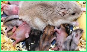 6 Tips Penting Merawat Hamster Hamil Hingga Melahirkan Ekor9 Com Hamster Dwarf Hamster Cute Animals