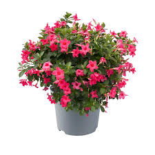 Image result for dipladenie sanderi obrázek