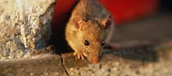 Why termite control is important. Rodent Pest Control Safeguard Pest Control Pelican Waters Caloundra Kawana Waters