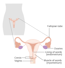 What are the functions of the female reproductive system? File Diagram Showing The Parts Of The Female Reproductive System Cruk 327 Svg Wikimedia Commons