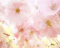 Cherry Blossom Tree Bokeh Art Print Spring Pink Soft Flower Etsy Bokeh Art Cherry Blossom Tree Floral Wall Art