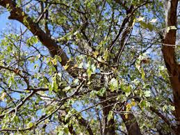 Image result for Pterocarpus lucens