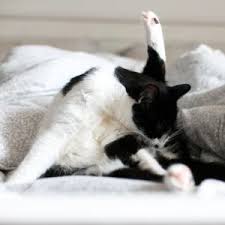 Im obigen abschnitt haben wir dir bereits den thomas waschsauger empfohlen. Katzenhaare Entfernen Tipps Gegen Tierhaare In Wohnung