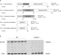 Remember that carbon monoxide is odorless and colorless, so without a co detector, it can build carbon monoxide detector requirements, laws and regulations. Frontiers Nlrx1 Deletion Increases Ischemia Reperfusion Damage And Activates Glucose Metabolism In Mouse Heart Immunology