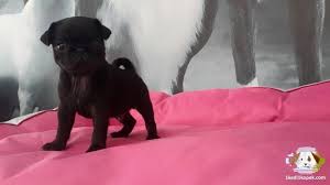 Satilik Mops Pug Yavrularimiz Gelmistir Satilik Mops Pug Yavrularimiz Gelmistir Kopek Kopekseverler Kopeksahiplendirme Kopekyav Pugs Dogs Pug Mops