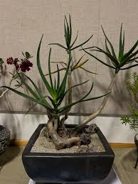 Image result for Aloidendron tongaense