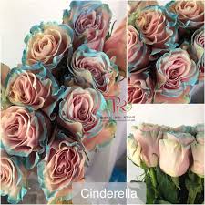 一阵微风吹来 我就翩翩起舞 鲜红的衣裳随风飘动 Rose Flowers Plants