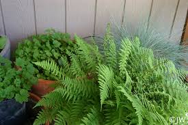 Image result for Athyrium