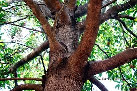 Image result for Manilkara