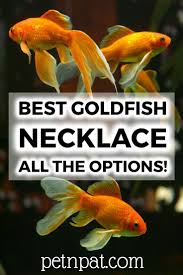Best Goldfish Necklace Is There Anything Cooler Pet Fish Aquarium Fish Tank Fish Tank Themes