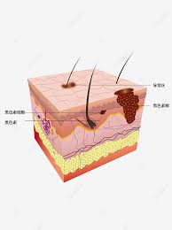 Keratan rentas kulit manusia 4. Gambar Gambar Rajah Skema Keratan Rentas Melanoma Kulit Muka Muka Kulit Melanin Png Dan Vektor Untuk Muat Turun Percuma