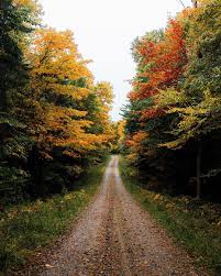 Image May Contain Tree Plant Sky Outdoor And Nature Autumn Scenery Autumn Photography Fall Pictures