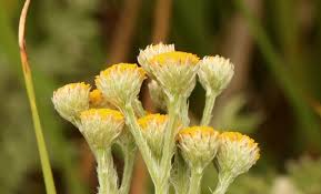 Image result for Schistostephium crataegifolium