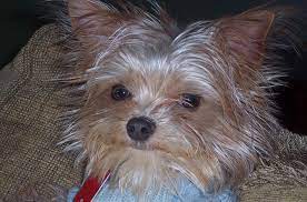 Chorkie Dog Breed Health Grooming Feeding Temperament And Puppies Petguide