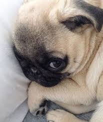 Pinterest Sebastianalbery Cute Pug Puppies Cute Dog Photos Pug Puppies