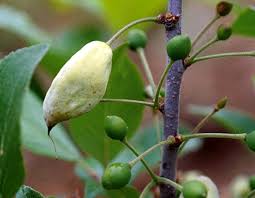 Image result for puklice švestková obrázek