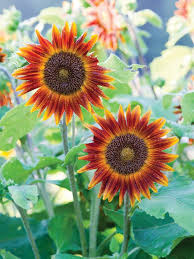 Big And Small Sunflower Varieties Different Sunflower