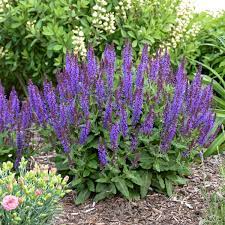 Purple sage (salvia dorrii), also known as salvia, is a bushy perennial native to the desert regions of the western united states. Salvia Nemorosa Violet Profusion Pp31467 Cpbraf Walters Gardens Inc