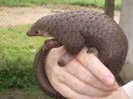 Pangolins are often poached for their keratin scales, which are used as ingredients in traditional chinese medicine. China Seizes Over 3 000 Kg Of Pangolin Scales In Biggest Ever Smuggling Case
