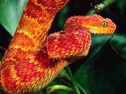 Spiny Bush Viper African Bush Viper Viper Snake Beautiful Snakes