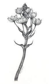 Sun Star Or Orange Star Graphite Drawings Botanical Art Botanical Illustration