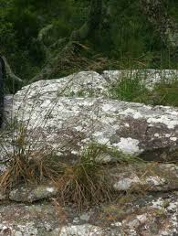 Image result for Loudetia simplex