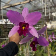 Image result for Xyris anceps