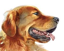 I've finished my painted by you kit (of two utonagana dogs). Custom Hand Painted Water Colour Pet Portrait Pet Portraits Painting Art Collectibles Vadel Com