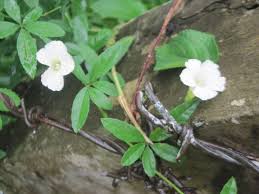 Image result for Merremia quinquefolia