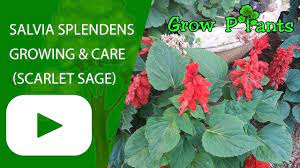 Salvia Splendens Grow And Care Scarlet Sage Plant Information Climate Hardiness Zone Uses Growth Planting Flowers Easy Plants To Grow Growing Plants