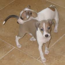 You can take a look at our italian greyhound puppies for sale below. Rules Of The Jungle Greyhound Puppies Greyhound Puppy Italian Greyhound Puppies Italian Greyhound