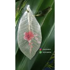 Maybe you would like to learn more about one of these? Gantungan Kunci Tulang Daun Bodhi Shopee Indonesia