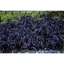 Image result for Ophiopogon