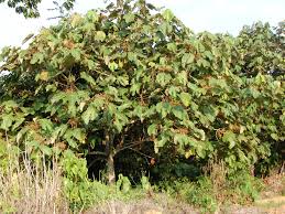 Image result for Macaranga capensis