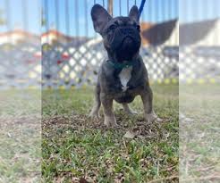 The line of blood of champions guarantees high quality of my puppies and long life a life. French Bulldog Dogs For Adoption Near Cleveland Ohio Usa Page 1 10 Per Page Puppyfinder Com